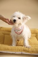 Bandana triangulaire rayé pour chien et chat – Accessoire mignon et réglable pour petits chiens et chats – Populaire en polyester pour l'été et le printemps