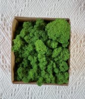 Mousse de renne stabilisée TX-1, vert naturel, kit DIY, décoration murale artistique, décoration florale, Pâques, mariage, Saint-Valentin, Noël, longue durée