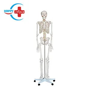 HC-S202 Human skeleton model 85cm human skeleton model anatomy medical school