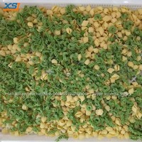 Machine de formage de pâtes creuses en forme de coquille de conque en farine de maïs, macaroni, tube creux, nouilles, spaghetti, snack, nourriture croustillante