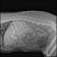 32kw haute fréquence vétérinaire numérique rayons X machine médicale DR numérique Xray animal diagnostic système de rayons X