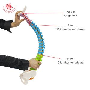 लंबर रीढ़ की हड्डी मॉडल में 16 सीधे रंगीन प्लास्टिक लचीली हड्डी 85 सेमी में पेलविस, सेरम, ऑक्साइपिट मेडिकल स्पाइन कंकाल मॉडल शामिल हैं। - Product Image 2