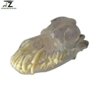 Modèle de dentition de chien de dents dentaires d'équipement éducatif transparent pour des ressources pédagogiques - Product Image 2