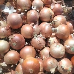 Hữu Cơ Cao Cấp Chất Lượng Đông Lạnh Hành Tây Nhẫn Hữu Cơ Tươi Gốc Cắt Hành Tây Khối Trung Quốc Bán Buôn Hấp Chế Biến Rau - Product Image 4