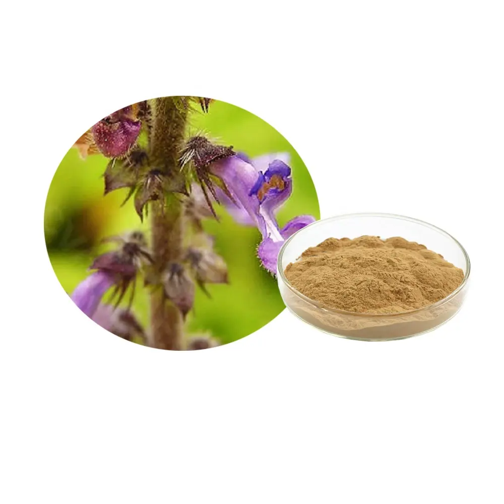 Poudre d'extrait de Coleus forskohlii 20%-98% Forskohlin flavones Coleus forskolin Briq.Extract