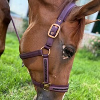 Collier de tête pour cheval - Une harnaisse élégante avec une sangle réglable et une poignée antidérapante, idéale pour le dressage et le saut d'obstacles