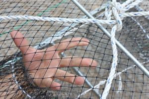 Production professionnelle de cage en acier inoxydable de haute qualité, piège <span class=keywords><strong>à</strong></span> crevettes et <span class=keywords><strong>à</strong></span> crabes - Product Image 6