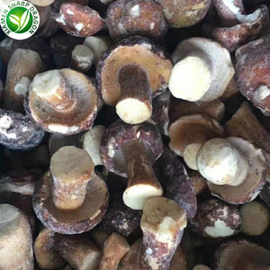 Champignons <span class=keywords><strong>Porcini</strong></span> Biologiques Cultivés IQF Congelés <span class=keywords><strong>Boletus</strong></span> Edulis - Product Image 4