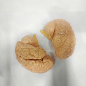 जीवन का आकार 3-भाग मानव मस्तिष्क शरीर रचना मॉडल-विनिर्मित चिकित्सा शिक्षण उपकरण - Product Image 3