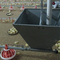 Mangeoire métallique durable à longue durée de vie pour poulets de chair et poulets reproducteurs en élevage moderne
