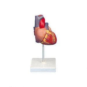Modelo de Corazón Grande y Realista <span class=keywords><strong>del</strong></span> <span class=keywords><strong>Sistema</strong></span> <span class=keywords><strong>Circulatorio</strong></span>, 2 Partes, para Estudio de Ciencias Médicas - Product Image 1