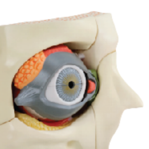 ADA-A665ในวงโคจร W/เปลือกตา3X การสอนทางการแพทย์13ส่วนโมเดลการสอนทางการแพทย์ - Product Image 3