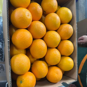 <span class=keywords><strong>Naranja</strong></span> <span class=keywords><strong>Valencia</strong></span> Fresca <span class=keywords><strong>de</strong></span> Primera Calidad, <span class=keywords><strong>Naranja</strong></span> Navel, Fruta Dulce Premium, Proveedor Directo <span class=keywords><strong>de</strong></span> Fábrica en China, <span class=keywords><strong>Precio</strong></span> al por Mayor - Product Image 6