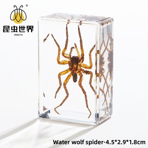 Artigianato Jingling: Esemplari di Insetti Veri (Stag Beetles, Scorpioni, Golden Tortoise Beetles, Ragni) in Stile Cinese, Acrilico Semi-lavorato a Mano - Product Image 2