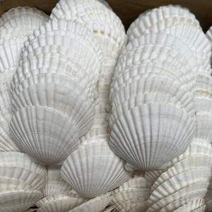 도매 대형 가리비 조개 껍데기, 해양풍 벽 장식 그림 공예 장식품용 천연 및 광택 소라 - Product Image 4