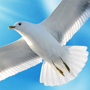 कस्टम बड़ी छत भित्ति 3 डी स्टीरियो नीले आकाश सफेद बादलों के लिए चित्र खिंचाव छत - Product Image 4