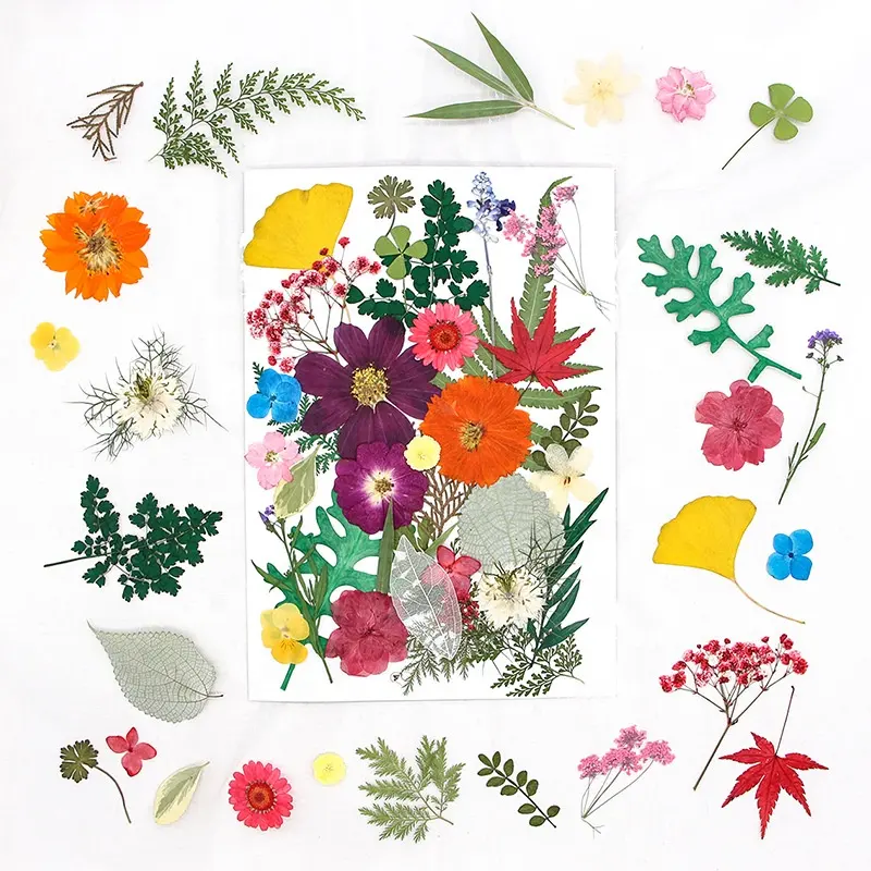 32-50 teile/paket gepresste Blumen-Mix-Packs DIY Kunst handwerk, das natürliche Pflanze umwelt freundlich macht