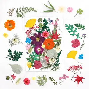 32-50pcs/pack Pressed Flower Mix Packs DIY Art Crafts Making Natural Plant Eco-friendly