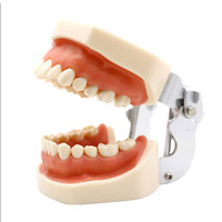Modèle pathologique dentaire médical modèle anatomique oral dents cariées modèle Dent artificielle