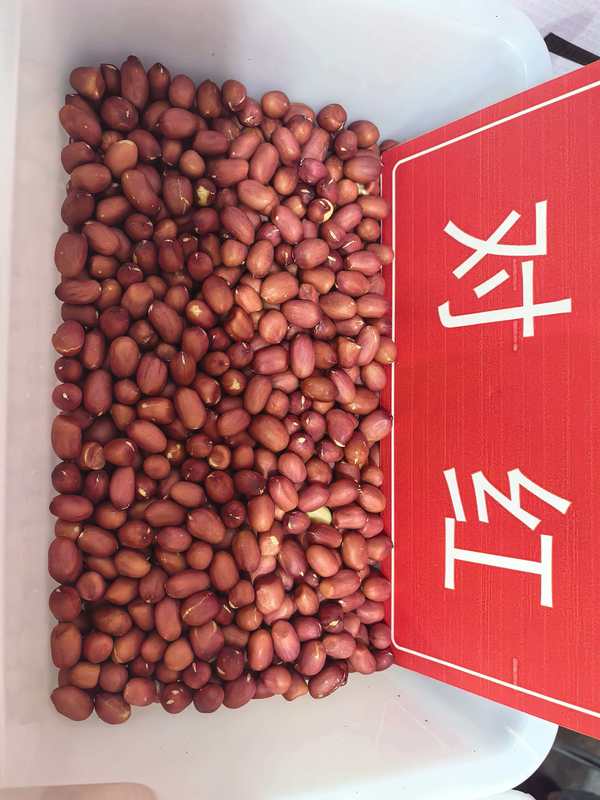 Peanuts with Shell