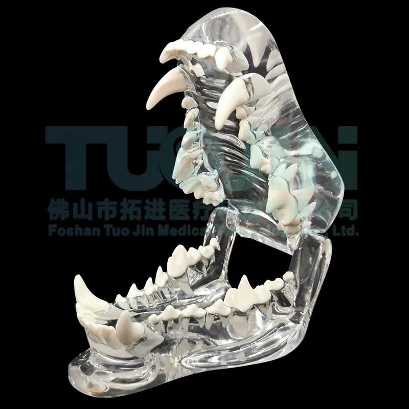 Dental Resin Transparent Dog Cat Teeth Model Pet Dental Teeth Model Animal Resin Tooth Veterinary Dental Teaching