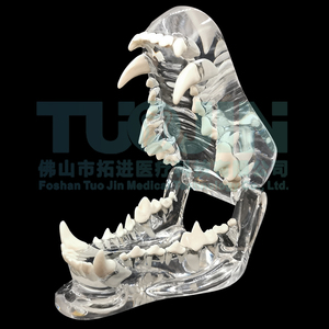 Modelo de Dientes de Resina Dental Transparente para Perros y Gatos, Modelo de Dientes de Mascotas, Dientes de Resina Animal, Enseñanza Dental Veterinaria - Product Image 1