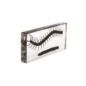 Prodotto di scienza medica modello millepiedi e Horseland - Product Image 3