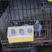 Mangeoire à pigeons LMB-24 à 3 trous, mangeoire et abreuvoir pour oiseaux, mangeoire à oiseaux en plastique en gros à vendre