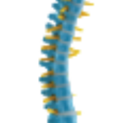 ADA-A125C เดสก์ท็อปแบบดิกติกกระดูกสันหลังแบบมีสี W/หัวโคนขา, 45ซม. (ไม่งอ) - Product Image 3