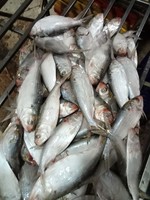 Ikan Hilsa Beku IQF Segar Terlaris 2022, Dalam Kemasan Besar, Alami, Asal Vietnam