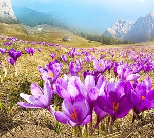 KAIYANGE Zang Hong Hua de haute qualité, tous les fils de safran rouge, épices pures pour le thé biologique, la <span class=keywords><strong>paella</strong></span> et le riz - Product Image 6