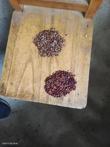 Mini máquina clasificadora de color óptica, clasificador de color de granos de 32 canales para maíz/semillas/frijoles/café - Product Image 5