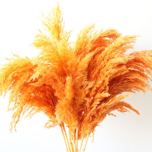 Fleurs séchées naturelles en gros : <span class=keywords><strong>Roseau</strong></span>, Catkins, Pompas Grass, Plumes vertes – Protection de l'environnement, Fête des Mères - Product Image 2