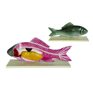 <span class=keywords><strong>Anaimal</strong></span> Medizinische Fisch anatomisches modell, Fisch anatomie modell, Fisch dissektion modell - Product Image 2