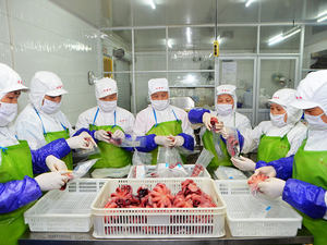 <span class=keywords><strong>Pulpo</strong></span> Cocido Congelado IQF Listo para <span class=keywords><strong>Comer</strong></span> - Product Image 6