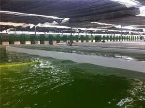 Dispositivo de Cultivo de Espirulina Fotoreator - Product Image 6