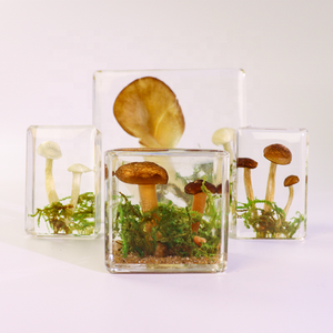 Usine de résine transparente divers de <span class=keywords><strong>champignons</strong></span> <span class=keywords><strong>champignons</strong></span> et mousse spécimens de résine de paysage - Product Image 1