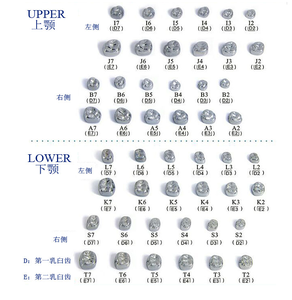 48 couronnes dentaires préformées en acier inoxydable pour adultes - Product Image 3