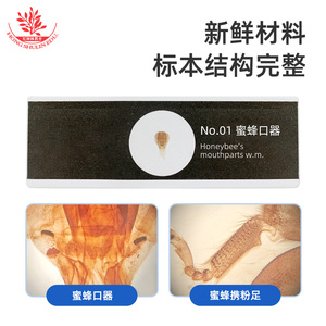 <b>Plastic</b> biological specimen <b>slides</b>, butterfly mouthparts, glass-like quality, with Chinese and English labels for biological - Product Image 5
