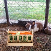 Mangeoire à foin pour animaux de compagnie distributeur de nourriture pour cochon d'Inde lapin mangeoire amovible en bois massif pour lapin