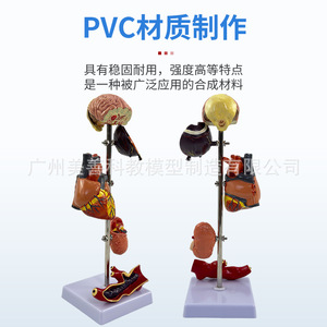 Modelo de hipertensión/presión arterial; Modelo de diabetes/visceras patológicas; Presión arterial patológica; Cerebro; Ojo; Corazón; Riñón; - Product Image 1