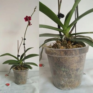 Vente en gros de pots ronds transparents de 6 cm à 35 cm pour la culture de fleurs, pots d'orchidées, pots de pépinière, pots respirants pour la plantation, pots de culture de semis - Product Image 6