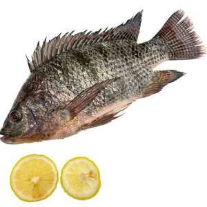 Pescado Tilapia Entero Congelado a Buen Precio <span class=keywords><strong>para</strong></span> Mayoristas y Minoristas - Product Image 5
