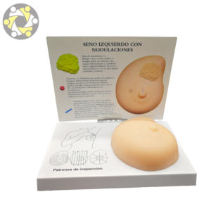 Ciência Médica Silicone Feminino Peito Anatomia Modelo para Medical School Uso Educacional-Modelo Anatômico - Product Image 2