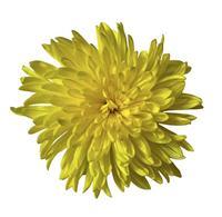 Colorants acides jaune clair GC Textiles Soie Nylon Poudre de colorant réactif C.I. 17 LIE CHEN Marque CAS 6359-98-4 EINECS