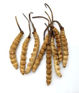 Cultivação artificial de alto custo, 3800 peças por kg, cultivo de tamanho m de <span class=keywords><strong>cordyceps</strong></span> <span class=keywords><strong>sinensis</strong></span> - Product Image 4