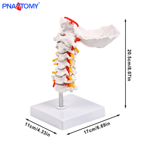 Fleksibel 7-segmen tulang belakang serviks & <span class=keywords><strong>Model</strong></span> tulang okcipital untuk simulasi fleksi serviks dalam sains medis - Product Image 4