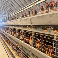 Système de cages à poulets en couches de type H haute densité pour l'équipement moderne de production d'œufs avicoles