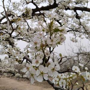 <span class=keywords><strong>Pollen</strong></span> de pollinisation de poire de haute qualité, spécialisé pour la pollinisation artificielle des arbres à poire, vitalité stable - Product Image 5