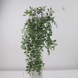 Planta Colgante <span class=keywords><strong>de</strong></span> Callisia Elegans, Vibrante y Variegada, con Elegante Caimiento, Ideal para Decoración Interior y Exterior con <span class=keywords><strong>Sombra</strong></span> - Product Image 6